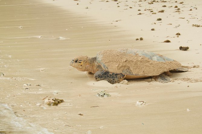 Turtle Watching - Swimming near turtles, with limits