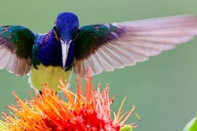 Yerette Home of the Hummingbird - Key points to know before you go