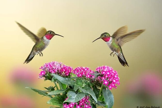 Yerette Home of the Hummingbird - Choosing the right start time and meal