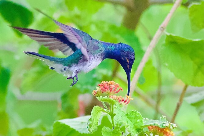 Yerette Home of the Hummingbird - Is $96.25 a fair price?
