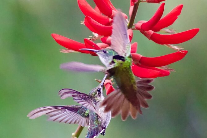 Yerette Home of the Hummingbird - Who will enjoy Yerette most