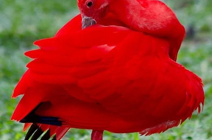 Yerette Home of the Hummingbird and Caroni Wildlife Tour - Why this Trinidad pairing works so well