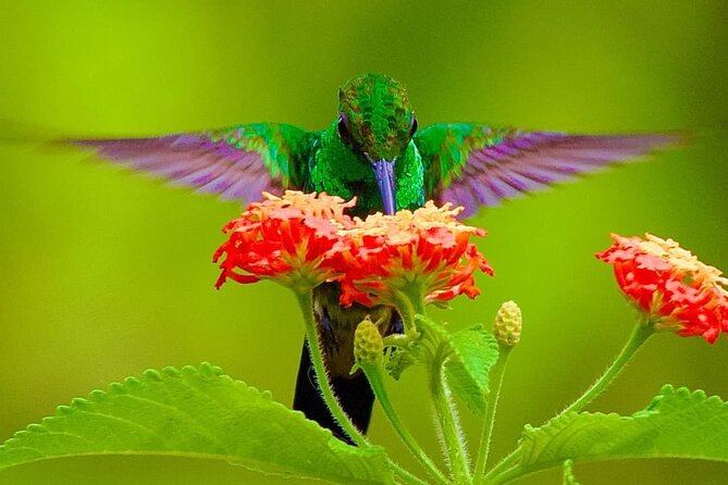 Yerette Home of the Hummingbird and Caroni Wildlife Tour - Watching hummingbirds at Yerette