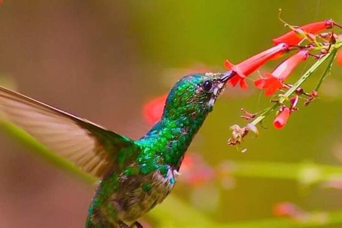 Yerette Home of the Hummingbird - Watching up to 14 species at close range